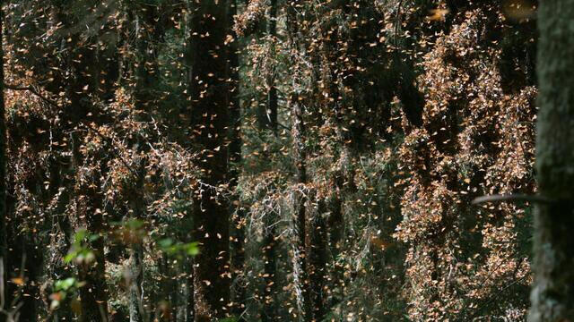 0413-60mins-tlm-3677902-640x360.jpg 