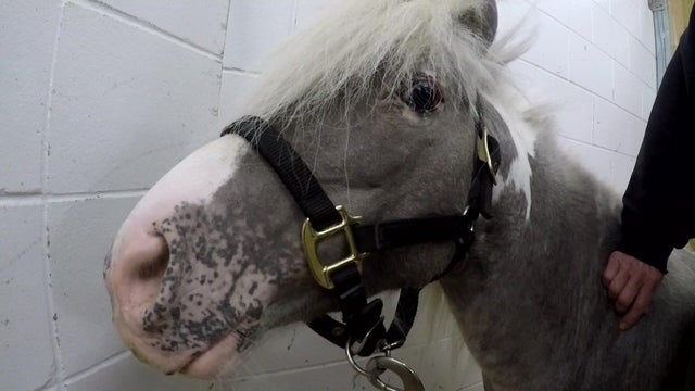 10p-pkg-prosthetic-pony-wcco7k8u.jpg 