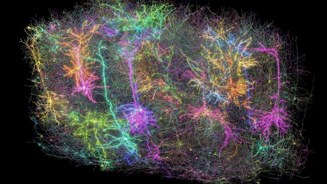 Mouse Brain Map 