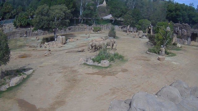 California Earthquake Elephants 