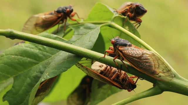 Brood X Cicadas Emerge After 17 Years Underground 