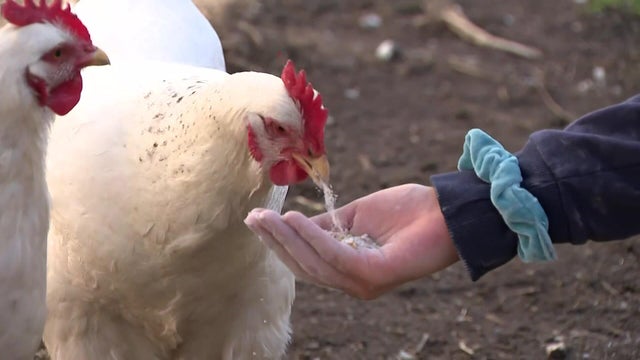 class-act-pkg-2-chicken-wcbsdfdb-hi-res-still-00-00-2421.jpg 