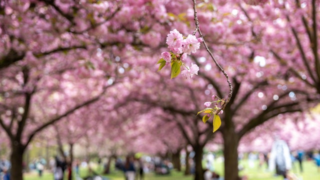 Cherry Blossoms Bloom At The Brooklyn Botanic Garden 