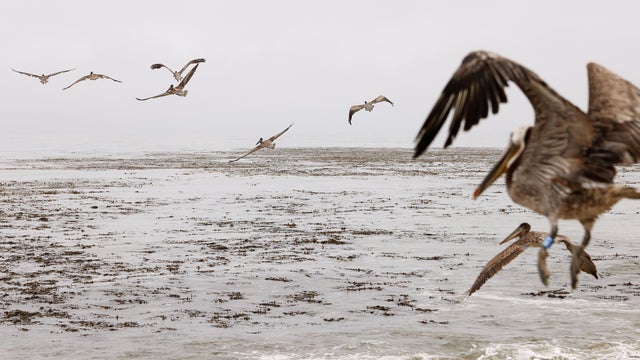 International Bird Rescue, Brown Pelicans, released, San Pedro, California waters, starving and injured seabirds, White Point Beach, rehabilitation. 