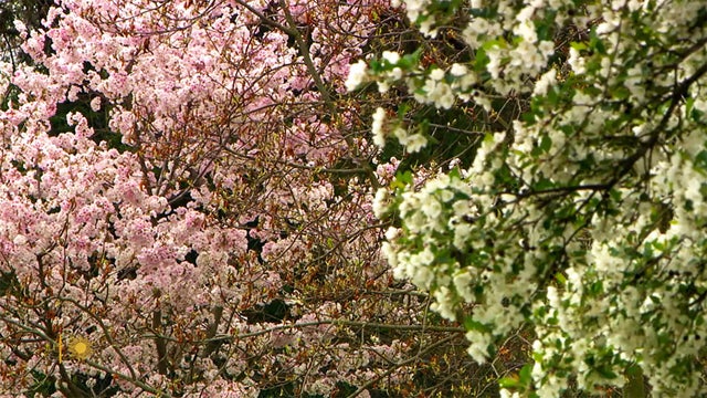 nature-arboretum-1920.jpg 