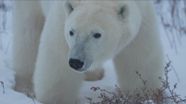 polar bear 