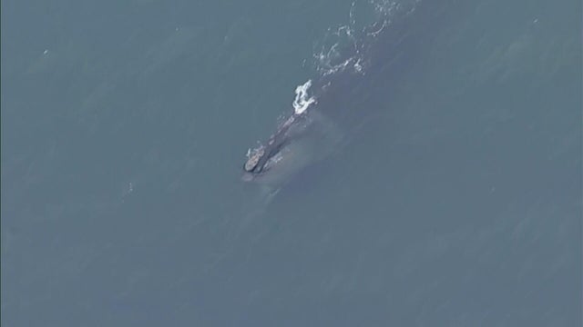 sky-eye-whales-clip-20250415-01-frame-3876.jpg 
