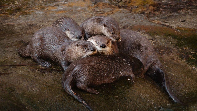 toledo-zoo-otters.jpg 